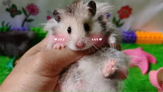 Hamsters that look cute, how are you hamster lovers