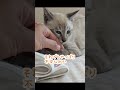 初めてずくしで緊張する子猫＃子猫