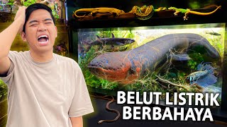 PENEMUAN BELUT LISTRIK RAKSASA PALING BERBAHAYA! REPTILNYA LENGKAP! BATU SECRET ZOO 2024 #PART2 by Iqbalizda 92,018 views 4 weeks ago 24 minutes