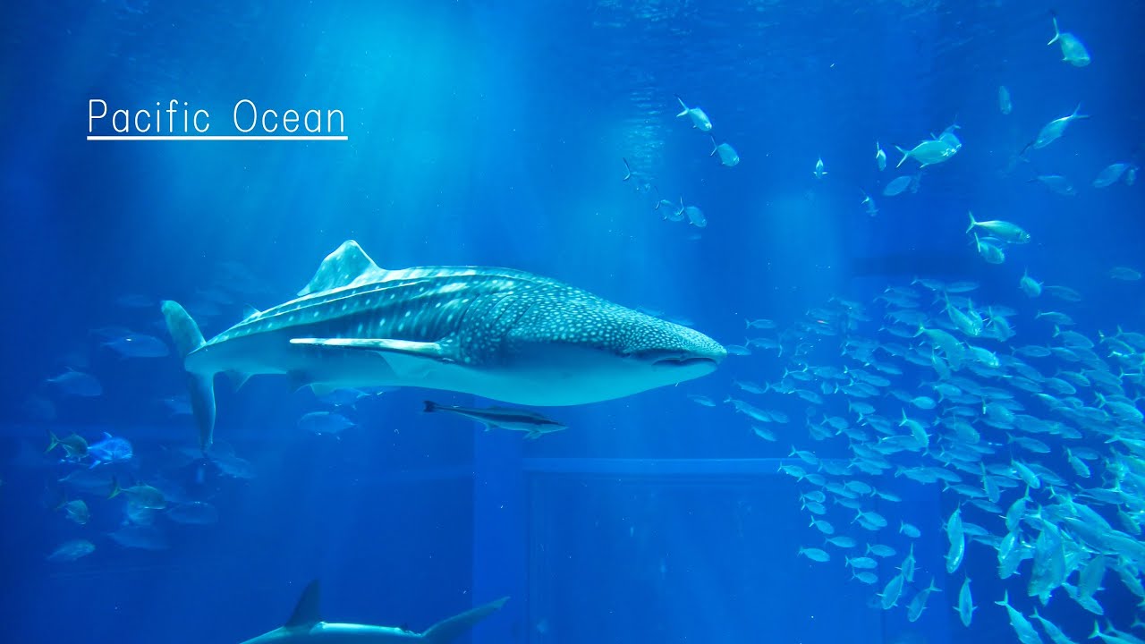 【海遊館】お昼の「太平洋」水槽