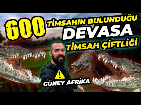 AFRİKA'DA 600 TİMSAHIN BULUNDUĞU DEVASA ÇİFTLİK!