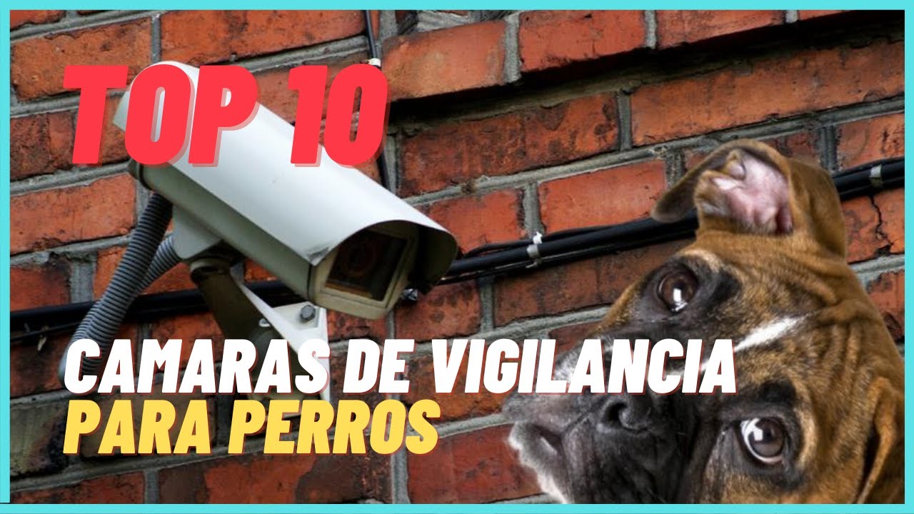 5 MEJORES CÁMARAS DE VIGILANCIA PARA PERROS