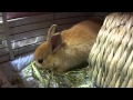 今日から家族になった、うさぎ(だいだい) 1日目 ②