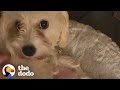 Couple Finds Out They're Fostering A Pregnant, Deaf Mama Dog | The Dodo