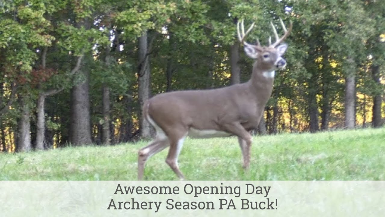 Awesome Opening Day Archery Season PA Buck! YouTube