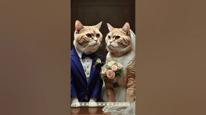 Watch the video about Adorable Ginger British Shorthair Cats Wedding#shorts#cat#ginger#ytshorts#shortvideo#viralshorts
