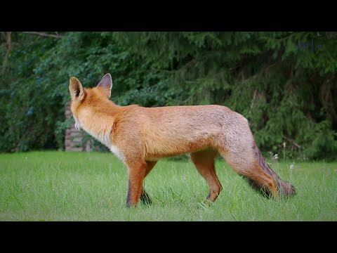 Video: Ką reiškia ji lapė?