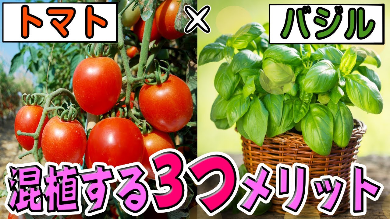 そうなの トマト バジルを混植する3つのメリット 家庭菜園 コンパニオンプランツ Youtube