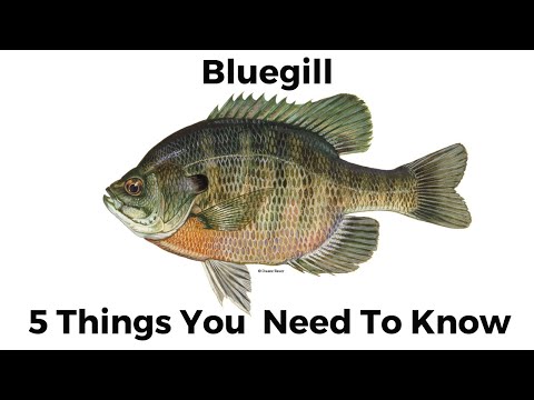 Video: Kdy začnou Bluegill kousat?