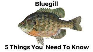 5 Things You Need To Know About Bluegill