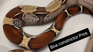 Boa constrictor Pros