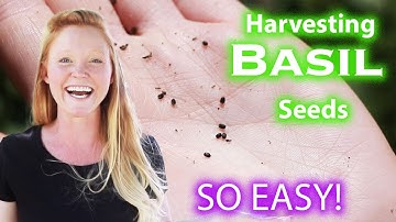 How to Harvest, Collect, and Save Basil Seeds | Preserving Basil | Seed Saving Herbs
