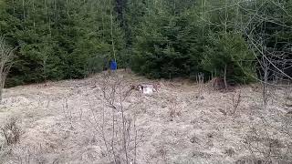 Nigra Stöbert Und Wird Hinter Dem Wild Abgerufen