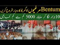 Bantam Fancy Hen Business Plan & Price | Poultry Farming Business in Pakistan | Fancy Hen Farming