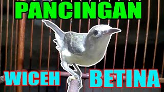 SUARA PANCINGAN BURUNG KOLIBRI KELAPA WICEH BETINA GACOR MEMANGGIL JANTAN