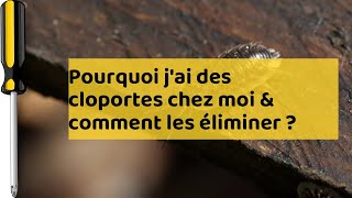 Invasion De Cloportes? Découvrez Pourquoi Et Comment Les Éliminer 