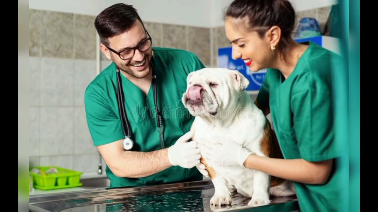 معهد الحسن الثاني الزراعة و البيطرة: الآفاق المهنية و المالية لتخصص طبيب بيطري