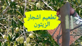 best grafting technique a trees|كيفية تطعيم اشجار الزيتون|grafting olive trees