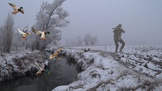 Parlama Avında Önüme Ördek Yağdı!! Kar'da -15 Derece Soğukta Ördek Avı. Muhteşem Drone Görüntüleri.