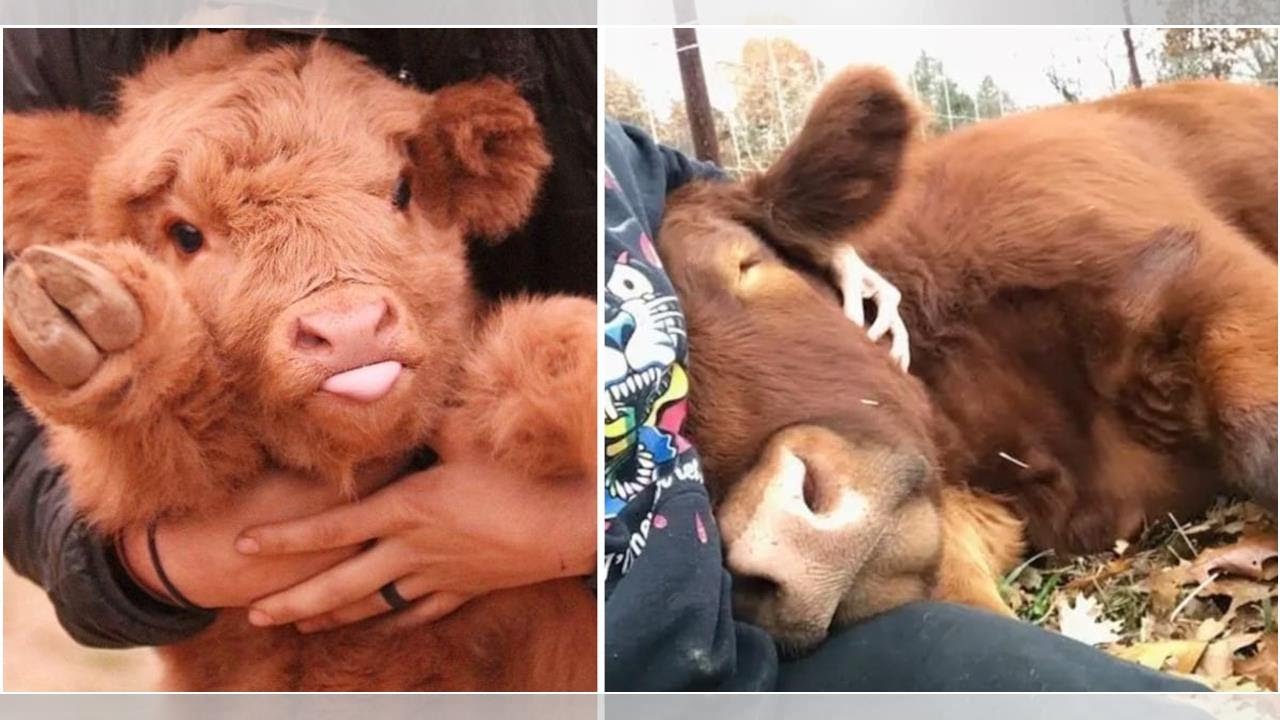These 20 Adorable Pictures Prove That Cows Are The Cutest Animals