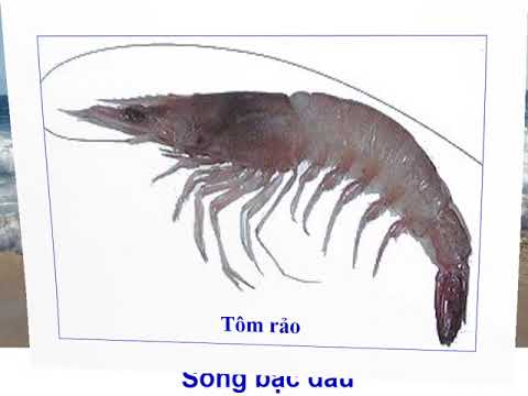 Tuần 25 - lớp 5 - tập đọc: cửa sông