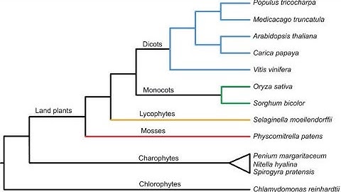 Introduction to Plant Phylogeny - Understanding Cladograms, Part 2: Examples