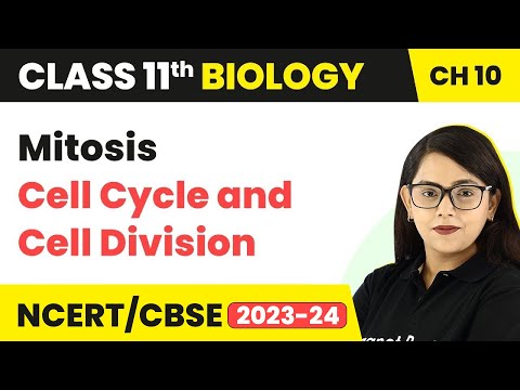 Term 2 Exam Mitosis - Cell Cycle and Cell Division | Class 11 Biology