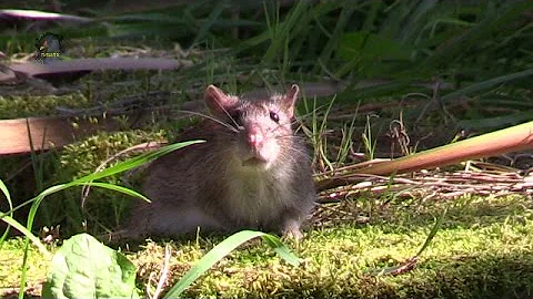 Quelle différence entre un rat et un surmulot ?