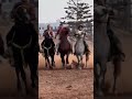 خيل فن لتبوريدة Horse Fantaziya موسم Tfantiz Morroco خيل فن لتبوريدة Horse Fantaziya موسم Tfantiz Morroco