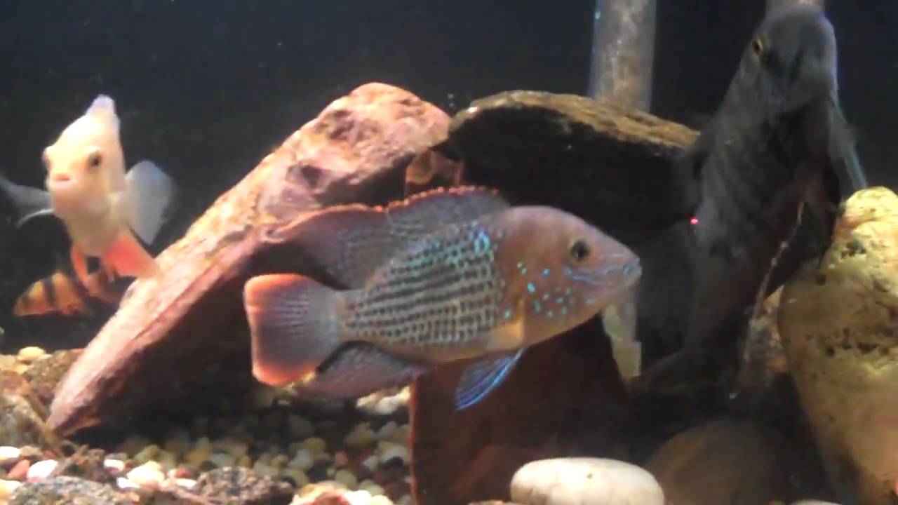 South American Cichlids 55 gallon tank YouTube