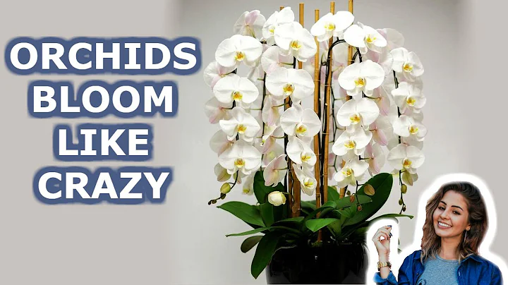 Your Orchid Will Bloom all  Year Round. 7 Growing Orchids Tips You Should Know | iKnow - DayDayNews