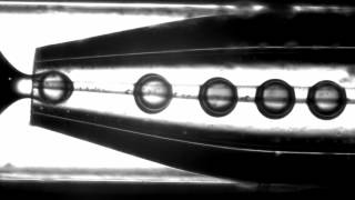 Copy of double emulsions_Laura Adams.avi
