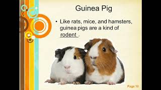 Learn English Vocabulary - Pets