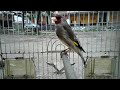 Gold Finch Singing /Saira Singing /Trained Birds In Cage