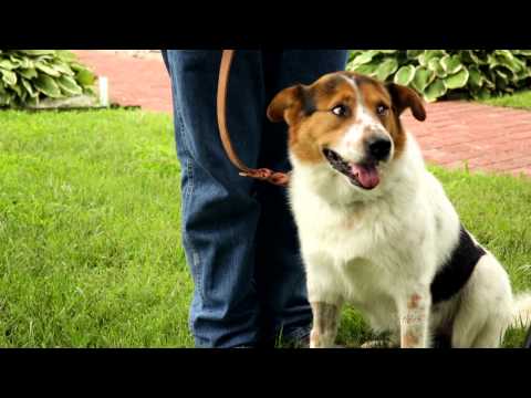 bob-gibson,-a-former-military-dog-handler-and-trainer