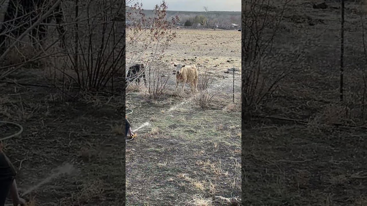 Cows like the sprinkler! 