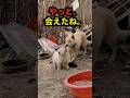 母に会うために生きた子犬。5か月後の再会に涙…
