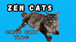 Super Chill Cat Family | Catio Chat #pets #animals #catvideo #cats #catlover