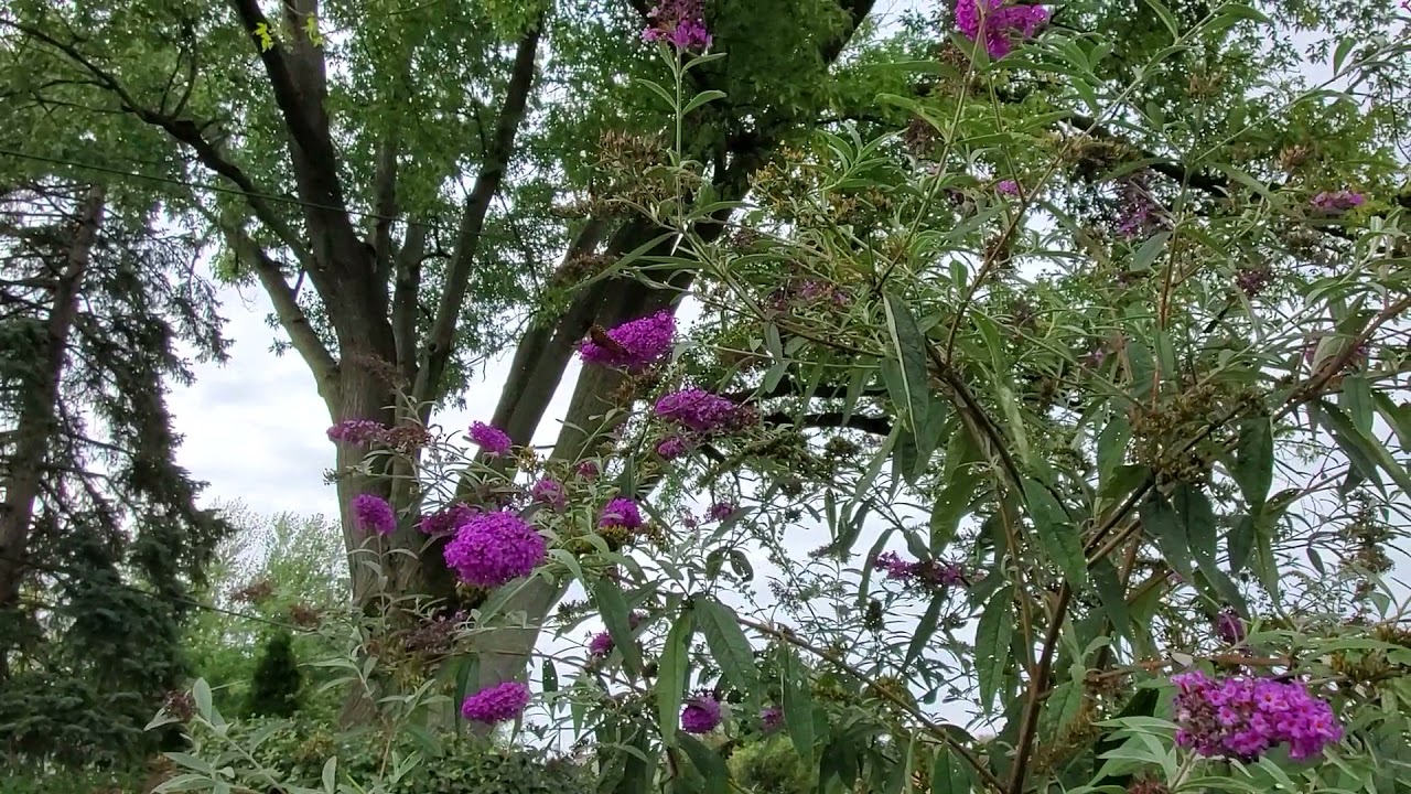 Monarch Butterflies 10/14/21 Sandusky, Oh YouTube