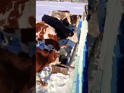 Пою коров.#россия,#коровы,#shorts,#скот,#корова,#коровка,#животные,#быки,#cows,#livestock,#чиндалей