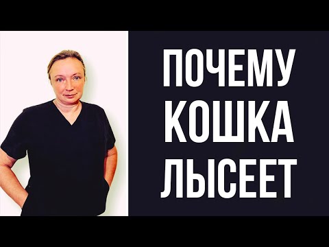 Как определить причину того, что кошка лысеет | Схема действий для самостоятельной диагностики