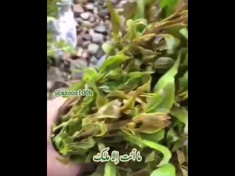 حسين محب لله ما اجملك