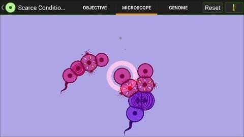 Smart Swimmer Reproduces by Splitting in Half - Scarce III - by wapcaplet