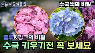 수국꽃 핑크 vs 블루 바꾸는법?  수국 오랫동안 감상하는 키우기 꿀팁 #수국 #산수국 #정원 #가드닝