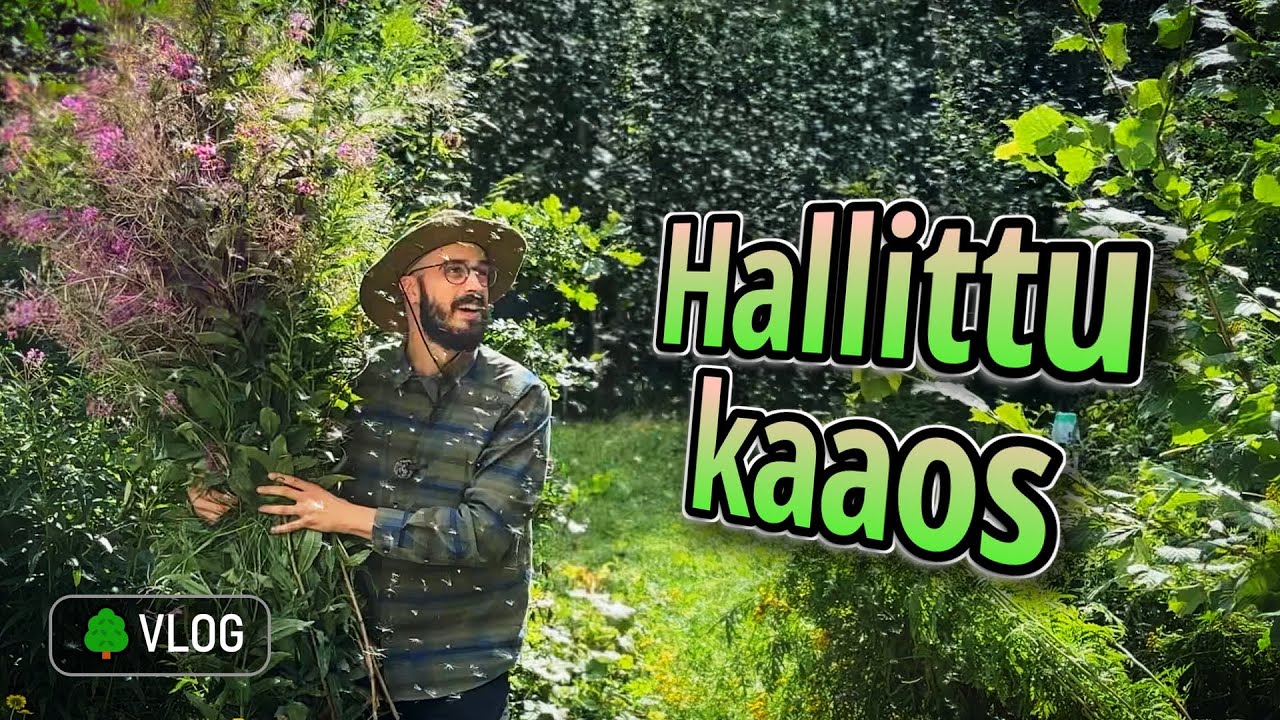 Miksi villiniittyä pitää välillä hoitaa?