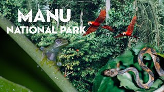 Beautiful Peru 4k - Incredible Nature and Wildlife of Manu National Park
