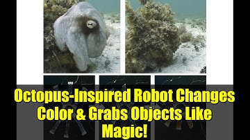 Octopus-Inspired Robot Changes Color & Grabs Objects Like Magic!
