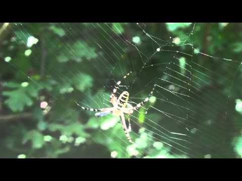 Spider - ობობა