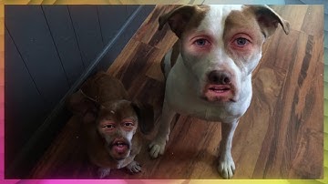 SHREDDERS - Shadap You Face Pt. II (official video)