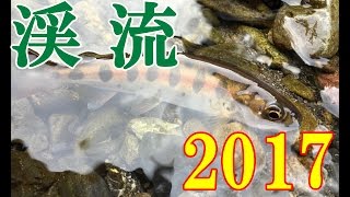 渓流釣り2017in北秋川！ヤマメ釣り